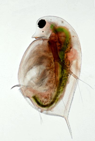 Daphnia prise au microscope invers��