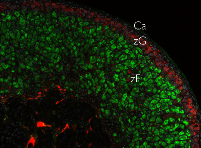 Comment les glandes surr��nales se forment-elles