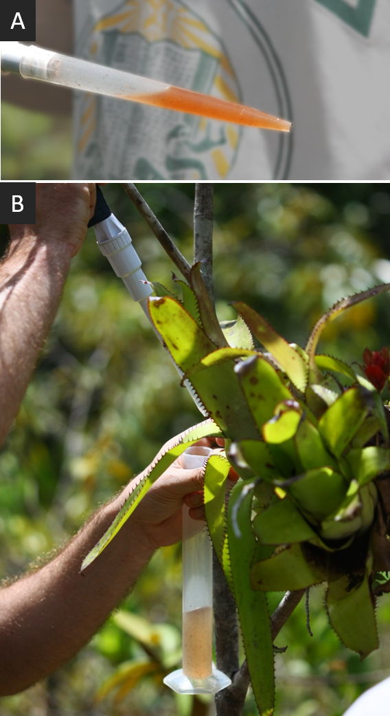 (A) Illustration de la coloration rose de l��eau pr��lev��e dans les r��servoirs. (B) Echantillonnage de la brom��liac��e Aechmea mertensii. 