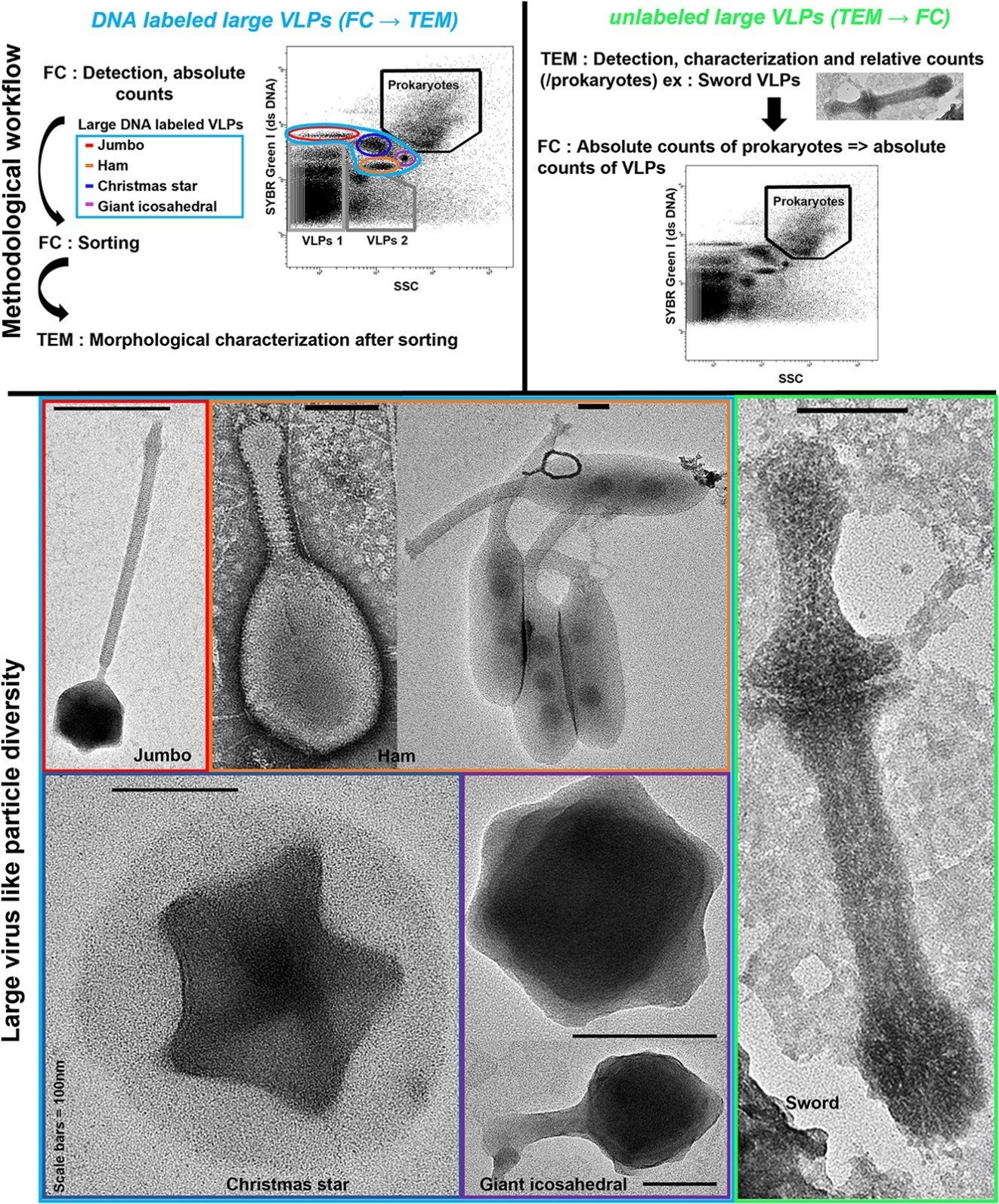 Strat��gie de caract��risation et de comptage, et images en microscopie ��lectronique de nouveaux potentiels virus g��ants.  VLPs = virus like particles, FC = flow cytometry, TEM = transmission electron microscopy.