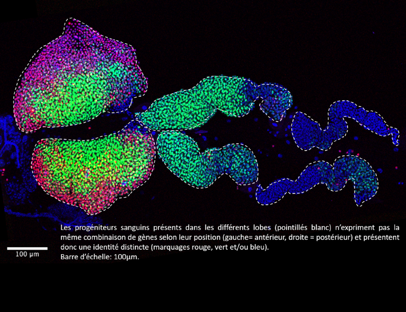 Image de l��organe h��matopo?��tique de la larve de drosophile vu au microscope �� fluorescence